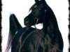 stallion Shahin Ibn Naskhi ox (Arabian thoroughbred, 1995, from Naskhi ox)