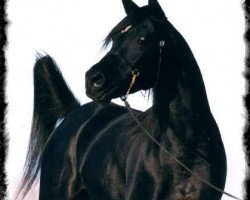 stallion Shahin Ibn Naskhi ox (Arabian thoroughbred, 1995, from Naskhi ox)