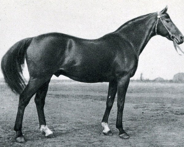 stallion Elektromagnit xx (Thoroughbred, 1952, from Elbgraf xx)