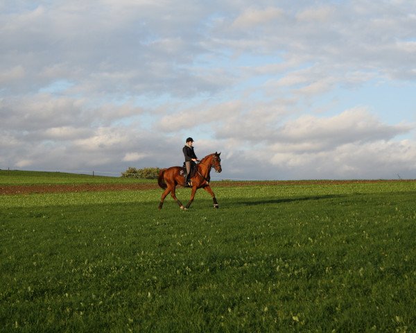 dressage horse Figaro van Parit (Belgian Warmblood, 2005, from Wandor van de Mispelaere D'10)