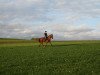 Dressurpferd Figaro van Parit (Belgisches Warmblut, 2005, von Wandor van de Mispelaere D'10)