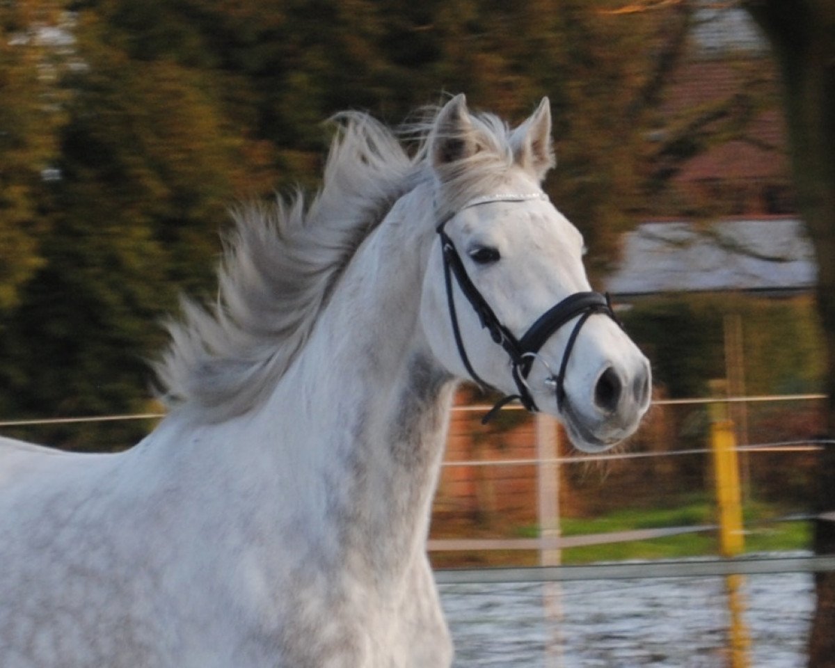 broodmare Comtess (Oldenburg show jumper, 2006, from Colman)