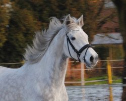 Zuchtstute Comtess (Oldenburger Springpferd, 2006, von Colman)