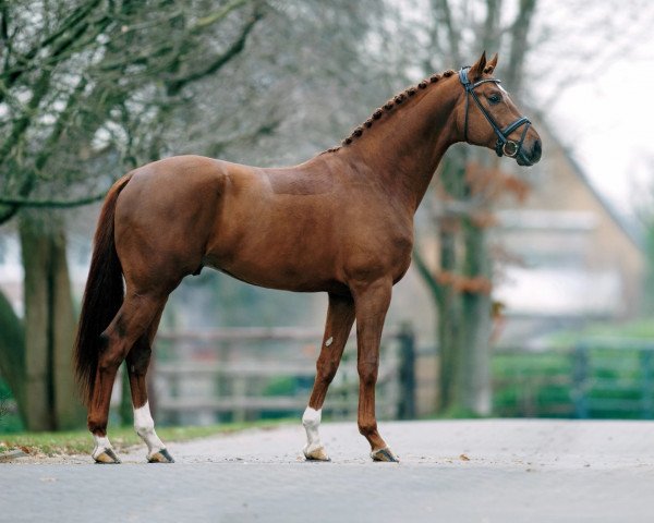 stallion Fürst Fohlenhof (Rhinelander, 2010, from Fidertanz)