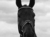 dressage horse Bocelli (Hanoverian, 2006, from Brentano II)