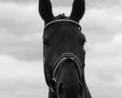 dressage horse Bocelli (Hanoverian, 2006, from Brentano II)