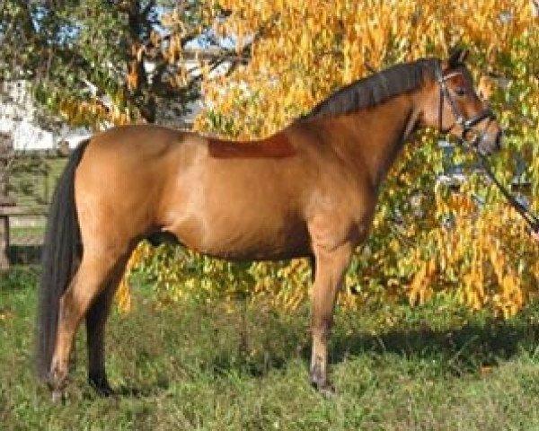 horse Barnet R (German Riding Pony, 1995, from Brillant)