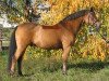 Pferd Barnet R (Deutsches Reitpony, 1995, von Brillant)