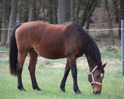 broodmare Martinique 61 (Swedish Warmblood, 1991, from Marino)