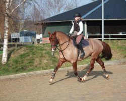 jumper Florence (Hanoverian, 2007, from For Edition)