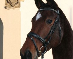 broodmare Crista (Hanoverian, 2010, from Christ)