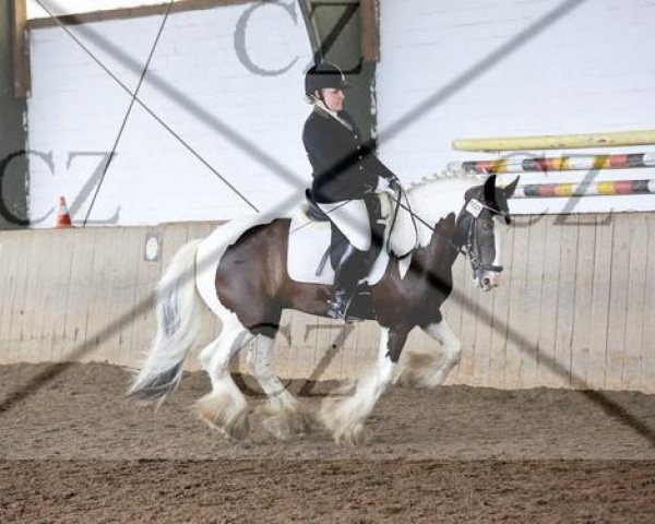 dressage horse Diamond 80 (Tinker / Irish Cob / Gypsy Vanner, 1986)