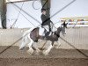 Dressurpferd Diamond 80 (Tinker / Irish Cob / Gypsy Vanner, 1986)