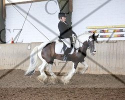 Dressurpferd Diamond 80 (Tinker / Irish Cob / Gypsy Vanner, 1986)