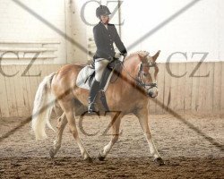 dressage horse Ameno 6 (Haflinger, 1999, from Amethist van de Heksenketel)