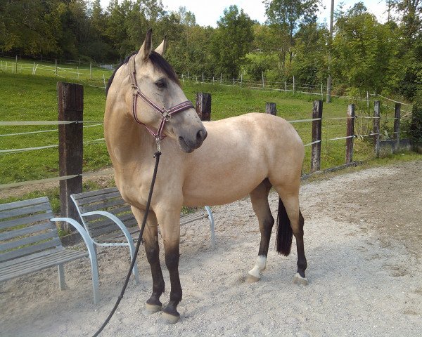 dressage horse Golduna (German Riding Pony, 2003, from FS Pearcy Pearson)