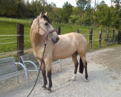 Springpferd Golduna (Deutsches Reitpony, 2003, von FS Pearcy Pearson)