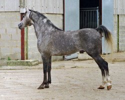 stallion Cala d'Or ox (Arabian thoroughbred, 1981, from Garbo ox)