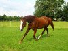 dressage horse Agentina H (Bavarian, 2004, from Antony 31)