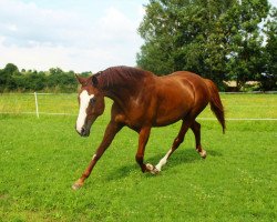 dressage horse Agentina H (Bavarian, 2004, from Antony 31)