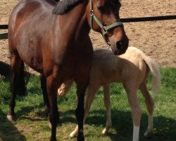 broodmare Mercedes 102 (German Riding Pony, 2000, from Mentos)