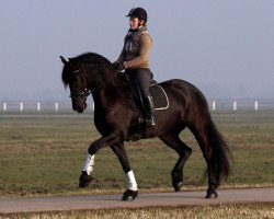 broodmare Esther (Friese, 2009, from Twyford Pepper II)