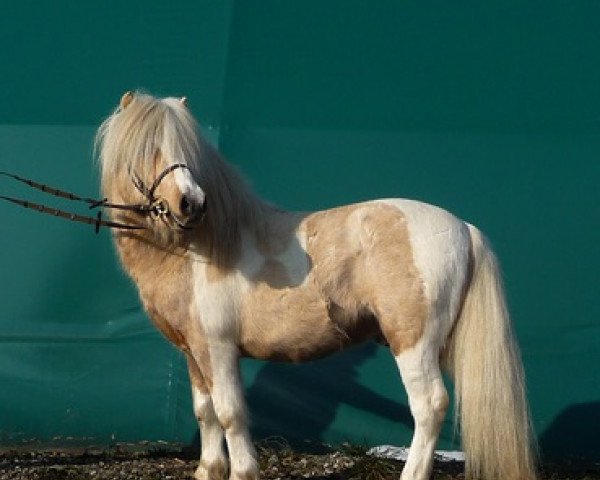 Deckhengst Xavarge (Shetland Pony, 2010, von Xtreem van de Sanjesreed)