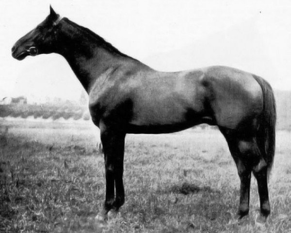stallion John P Grier xx (Thoroughbred, 1917, from Whisk Broom xx)