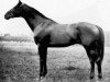 stallion John P Grier xx (Thoroughbred, 1917, from Whisk Broom xx)