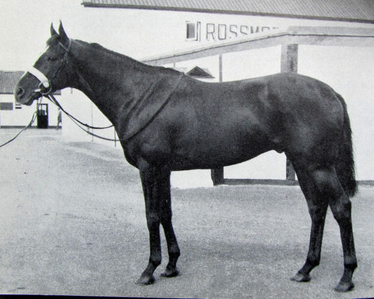 stallion Credo xx (Thoroughbred, 1960, from Crepello xx)