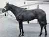 stallion Credo xx (Thoroughbred, 1960, from Crepello xx)