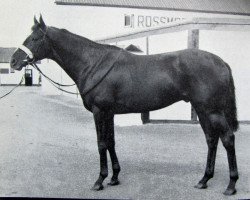 stallion Credo xx (Thoroughbred, 1960, from Crepello xx)