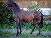 broodmare Grace 481 (Bavarian, 2009, from Locksley III)