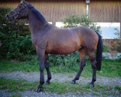 broodmare Grace 481 (Bavarian, 2009, from Locksley III)