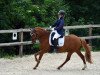 dressage horse Naldo 28 (German Riding Pony, 2008, from Nacromancer in the dark)