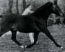 horse Downland Folklore (Welsh Partbred, 1977, from Downland Mohawk)