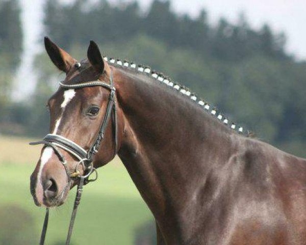 dressage horse Domenika (Hanoverian, 2010, from Diamond Hit)