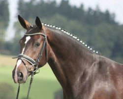 dressage horse Domenika (Hanoverian, 2010, from Diamond Hit)