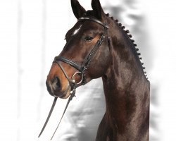 stallion Epilog (Heavy Warmblood, 2002, from Epomeo)