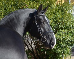 stallion Empire (Sachs-door. Heavy Warmbl., 2007, from Epilog)