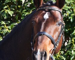 stallion Lexter * (Heavy Warmblood, 2001, from Lordano)