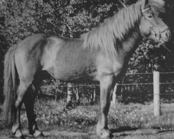 stallion Brúnn frá Bólstað (Iceland Horse,  , from Flosi frá Bólstað)