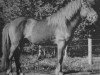 stallion Brúnn frá Bólstað (Iceland Horse,  , from Flosi frá Bólstað)