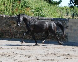 broodmare Florencia (Oldenburg, 2005, from Florencio I)