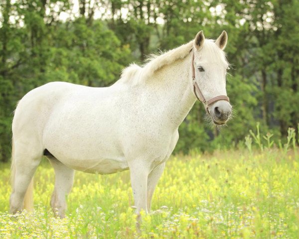 Zuchtstute Hunzehoeve's Silver (New-Forest-Pony,  , von Elegant)