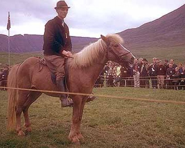 Deckhengst Þytur frá Ytra-Dalsgerði (Islandpferd, 1954, von Nökkvi frá Ytra-Dalsgerði)