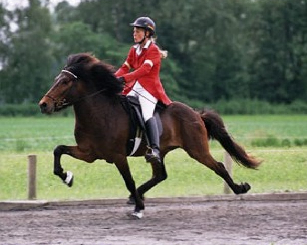 horse Snúður vom Lipperthof (Iceland Horse, 1997, from Náttar frá Miðfelli 2)