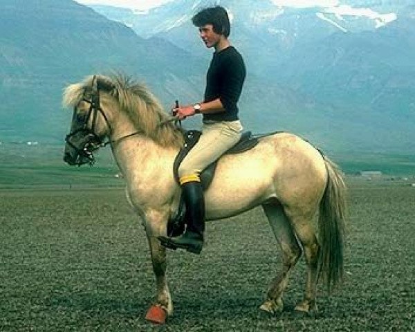 broodmare Ofélia frá Flugumýri (Iceland Horse, 1971, from Kolskeggur frá Flugumýri)