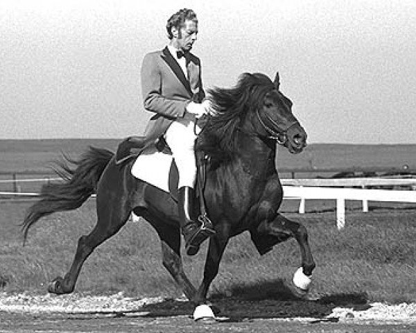 stallion Náttfari frá Ytra-Dalsgerði (Iceland Horse, 1970, from Sörli frá Sauðárkróki)