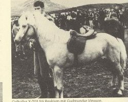 stallion Gulkollur frá Reykjum (Iceland Horse, 1967, from Jökull frá Reykjum)